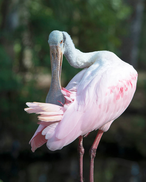 Rosato Spoonbill uccello pulizia piume rosa piumaggio con uno sfondo bokeh nel suo ambiente e dintorni
. - Foto, immagini