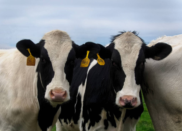 İki tanesi otlaktaki siyah beyaz Holstein inekleri gibi, kameraya bakıyorlar. - Fotoğraf, Görsel