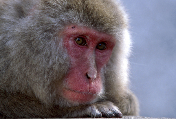 Macaco de neve japonês
 - Foto, Imagem