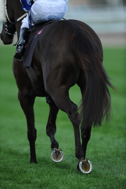 αναβάτης ιππασίας άλογο κούρσας - Φωτογραφία, εικόνα
