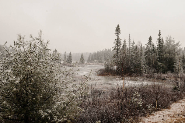 Winter scenery in the forest showing frosty trees, frozen river, gray sky, snow on the ground and river with a feeling cold and tranquility. - Foto, Imagem