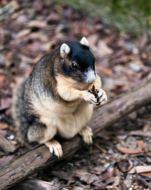 Fox-Eichhörnchen sitzt auf einem Ast fressen und genießen seine Umgebung und Umgebung mit einem schönen Hintergrund, während sie ihren Körper, Kopf, Auge, Ohren, Nase, Pfoten ausgesetzt. - Foto, Bild