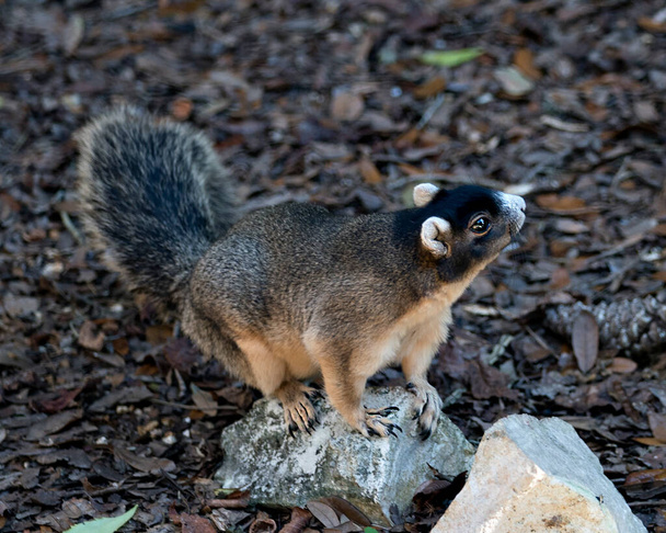 Fox-Eichhörnchen sitzt auf einem Ast fressen und genießen seine Umgebung und Umgebung mit einem schönen Hintergrund, während sie ihren Körper, Kopf, Auge, Ohren, Nase, Pfoten ausgesetzt. - Foto, Bild