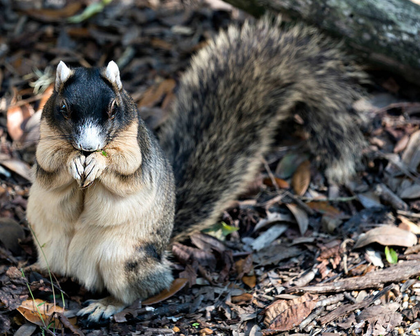Fox Squirrel sitting on a branch eating and enjoying its surrounding and environment with a nice background while exposing its body,head, eye, ears, nose, paws. - 写真・画像