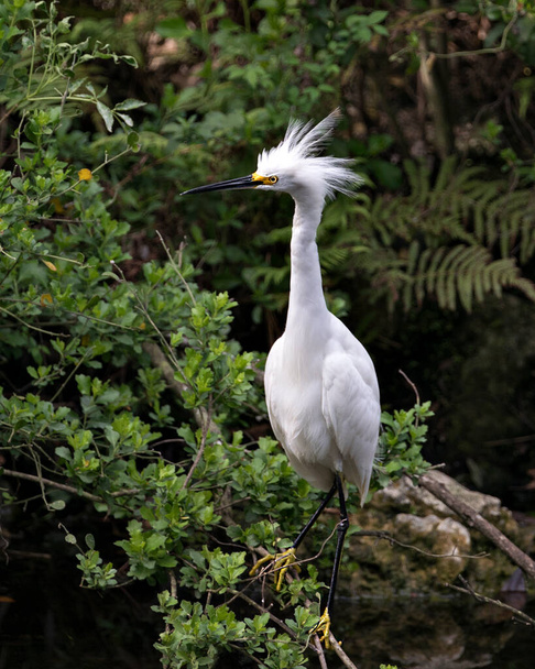 Snowy Egret lintu lähikuva profiili näkymä kyydissä oksalla tausta ja etualalla lehtineen, jossa valkoinen höyhenet, pää, nokka, silmä, pörröinen plumage, keltaiset jalat ympäristössään ja ympäröivän. - Valokuva, kuva