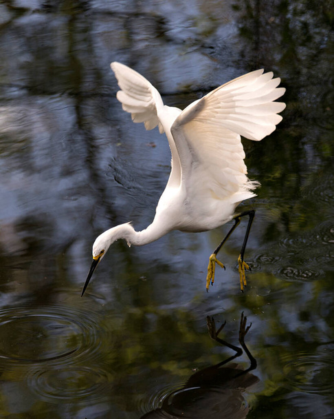 白い羽、頭、くちばし、目、ふわふわの羽、その環境と周囲の黄色の足を示す水の上を飛んで雪のサギ鳥のクローズアッププロフィールビュー. - 写真・画像