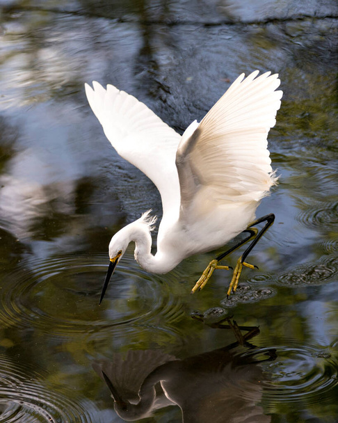 Snowy Egret bird close-up profile view flying over the water displaying white feathers, head, beak, eye, fluffy plumage, yellow feet in its environment and surrounding. - Photo, image