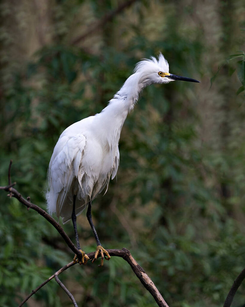 Snowy Egret bird close-up profile view perched on a branch with wet white spread wings and with a bokeh background enjoying its environment and surrounding. - Фото, изображение
