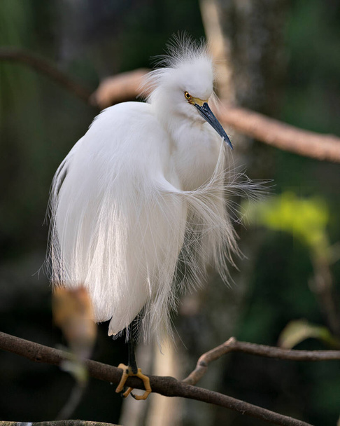 Snowy Egret bird close-up profile view perched on a branch with bokeh background, cleaning feathers and displaying head, beak, eye, fluffy plumage, yellow feet in its environment and surrounding. - Photo, image
