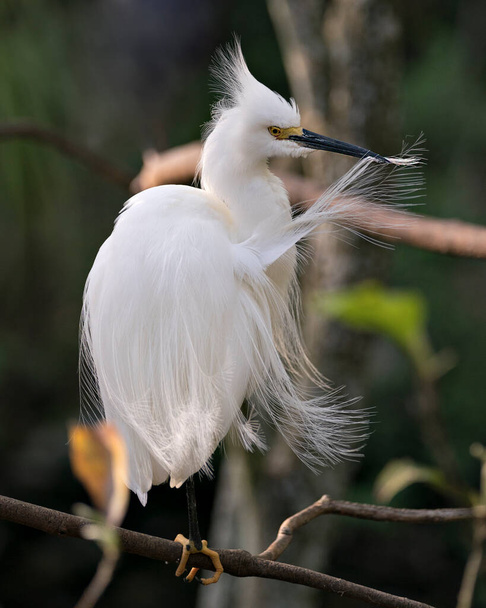 Snowy Egret bird close-up profile view perched on a branch with bokeh background, cleaning feathers and displaying head, beak, eye, fluffy plumage, yellow feet in its environment and surrounding. - Photo, image