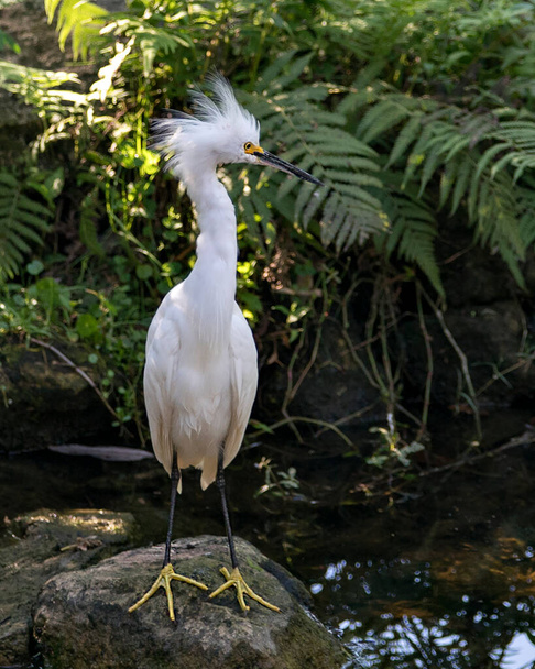 Snowy Egret bird close-up profile view standing on moss rocks with foliage background, displaying white feathers, head, beak, eye, fluffy plumage, yellow feet in its environment and surrounding. - Photo, Image