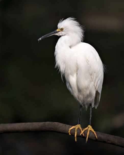 Snowy Egret close-up profile view standing on the branch with its fluffy wings and displaying its body, white colour plumage, head, beak, legs, feet, eye and enjoying its environment and surrounding with a black background contrast. - Photo, image