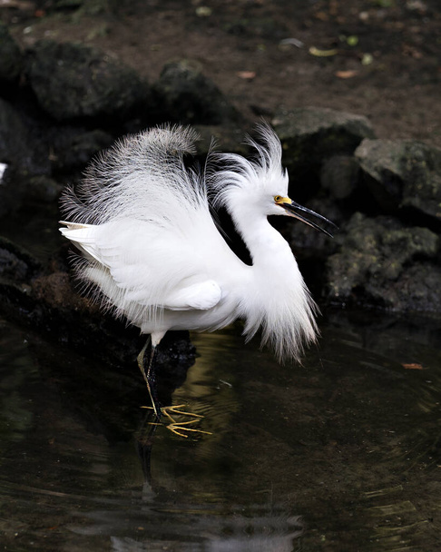 Snowy Egret close-up profile view standing on the branch with its fluffy wings and displaying its body, white colour plumage, head, beak, legs, feet, eye and enjoying its environment and surrounding with a black background contrast. - Foto, imagen