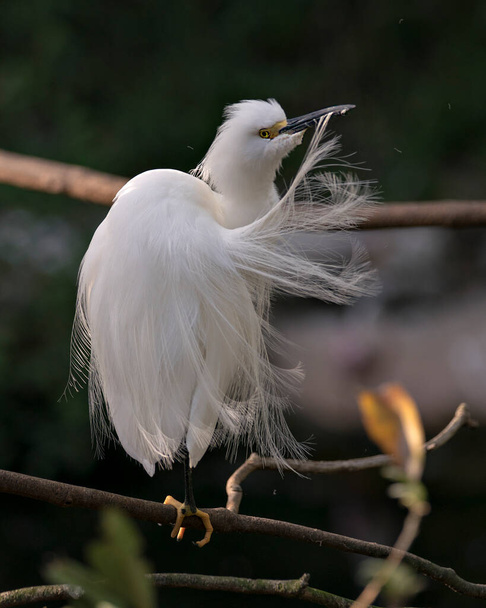 Snowy Egret close-up profile view standing on the branch with its fluffy wings and displaying its body, white colour plumage, head, beak, legs, feet, eye and enjoying its environment and surrounding with a black background contrast. - Fotoğraf, Görsel