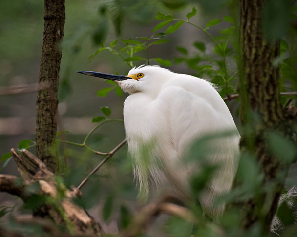 Snowy Egret close-up profile view standing on the branch with its fluffy wings and displaying its body, white colour plumage, head, beak, legs, feet, eye and enjoying its environment and surrounding with a black background contrast. - Fotó, kép