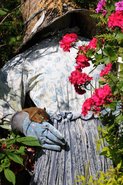 Білка дитина спить в саду з квітами в саду в його околицях
. - Фото, зображення