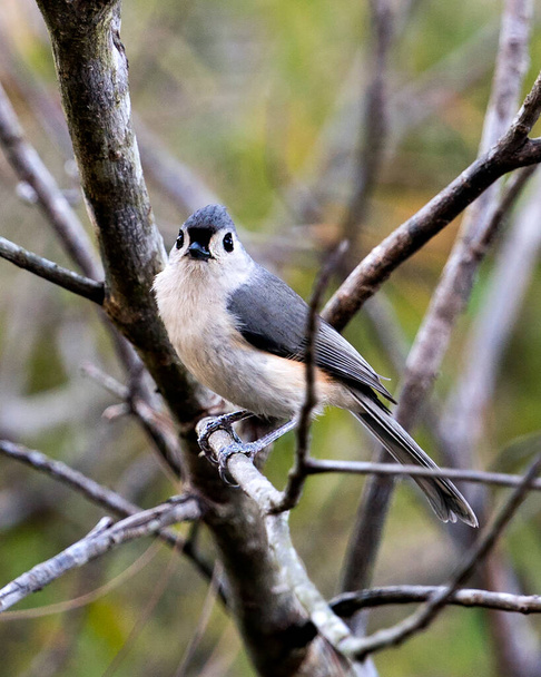 Titmouse pájaro vista de perfil de primer plano encaramado en una rama con fondo bokeh en su entorno y alrededores
. - Foto, Imagen