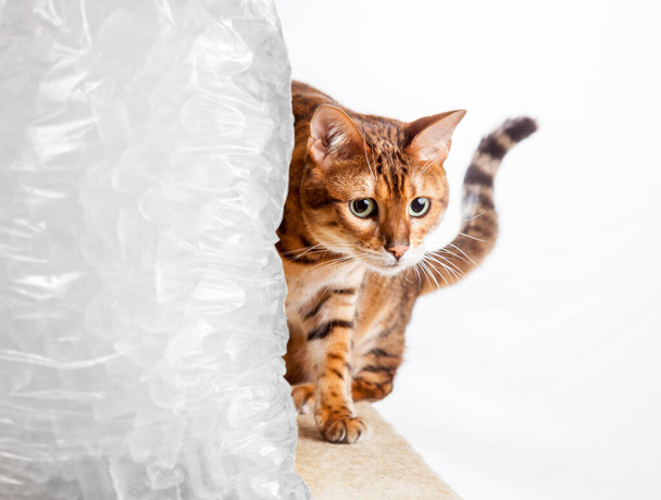Bengal kedisi serinlemek için buz torbası etrafında sürünür. - Fotoğraf, Görsel