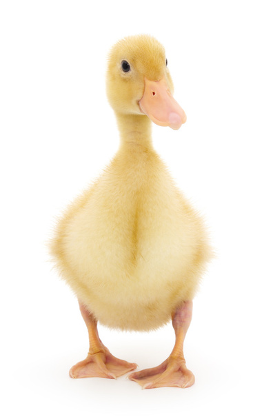 one duckling - Foto, Bild