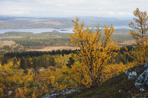 Swedish autumn fall vibrant landscape during hiking to Kurravaara mountain in Norrbotten county, Kiruna Municipality, Northern Swede - Foto, immagini