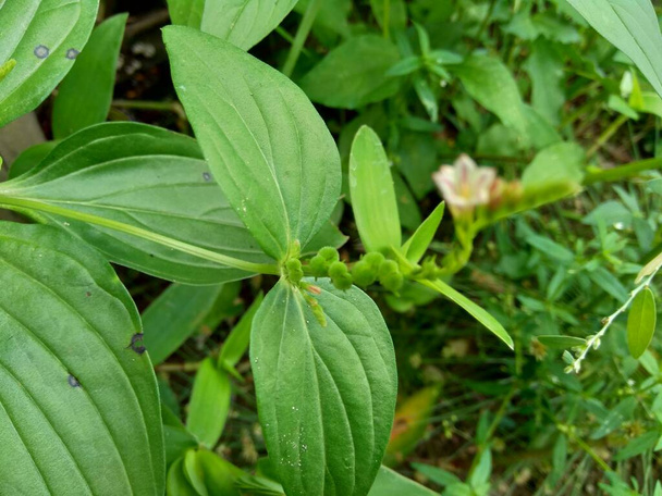 Spigelia Anthelmia (Wormgrass, Pinkroot, Batı Hindistan Pinkroot) doğal bir geçmişe sahiptir. Bu cinsteki bitkiler için pembe kök yaygın bir isimdir.. - Fotoğraf, Görsel