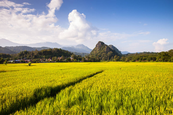 Arroz de campo verde granja bajo el cielo nublado con el fondo de la ubicación de la montaña en la provincia de Nan al norte de Tailandia
 - Foto, imagen
