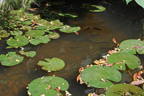 Feuilles de lotus éparpillées et flottant sur l'étang d'eau à l'extérieur du restaurant
 - Photo, image