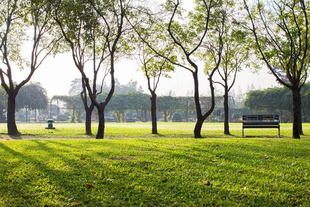 Césped verde en el parque bajo el árbol a la luz del sol mañana
 - Foto, imagen