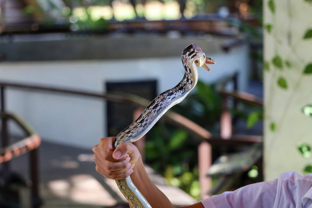 Крупним планом Щур змія на руці Азія людина
  - Фото, зображення