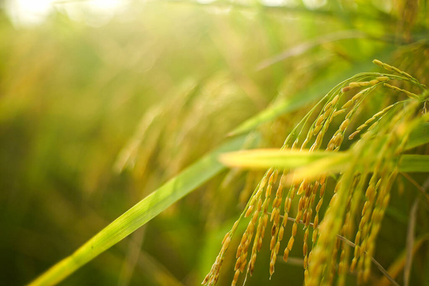 Oogsten De gele rijstplant met bokeh achtergrond en schijnwerpers op de glanzende zon.  - Foto, afbeelding