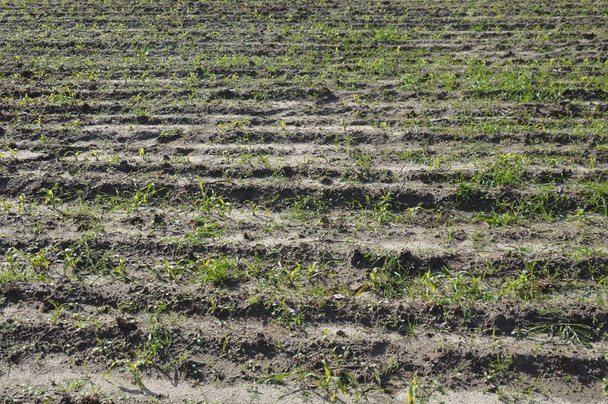 Terrain arable dans un village sur un terrain d'atterrissage fait par un tracteur
 - Photo, image