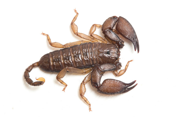 Zwergholzskorpion (Liocheles sp.) isoliert auf weißem Hintergrund - Foto, Bild