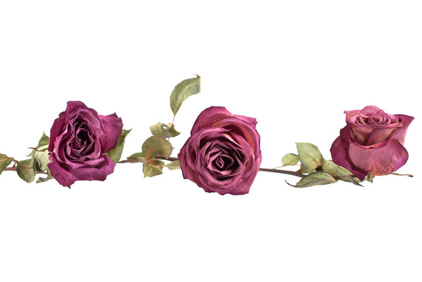 Τρία ροζ τριαντάφυλλα λουλούδια στη γραμμή σε λευκό φόντο απομονωμένο, σύνορα για αφίσα, πανό διακοπών, στοιχείο σχεδιασμού για ευχετήρια κάρτα, μοτίβο, στολίδι για εκτύπωση, ταπετσαρία σε απαλό παστέλ χρώμα κοντά - Φωτογραφία, εικόνα