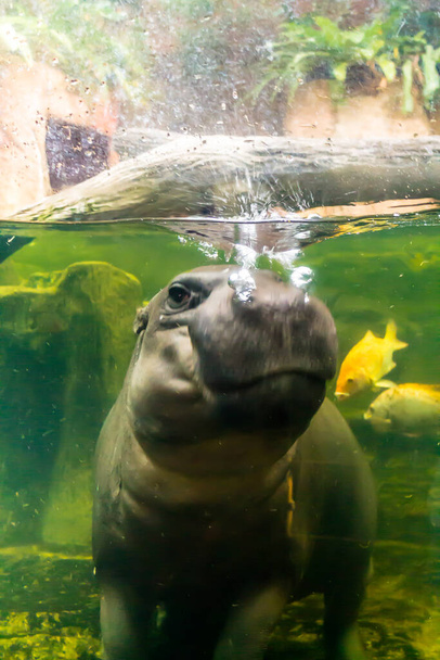 Baby virtahepo hengittää veden pinnalla akvaariossa eläintarhassa. - Valokuva, kuva