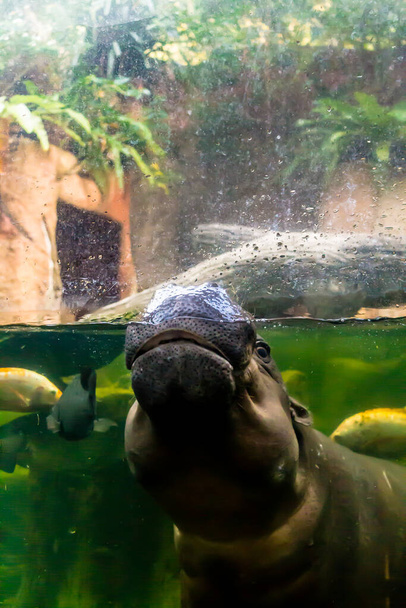 Ο μικρός ιπποπόταμος αναπνέει στην επιφάνεια του νερού του ενυδρείου στο ζωολογικό κήπο. - Φωτογραφία, εικόνα