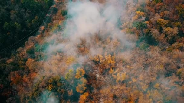 Φωτιά από φωτιά σε θάμνο. Η αποψίλωση και η κλιματική κρίση. Τοξική ομίχλη από πυρκαγιές τροπικών δασών. Εναέρια βίντεο 4k. - Πλάνα, βίντεο