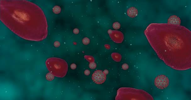 Высокая концентрация коронавируса Ковид-19. Анимационная группа вирусов и красных кровяных телец закрывается. 3D рендеринг 4k
 - Кадры, видео