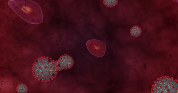 Stężenie Hight Coronavirus choroby Covid-19. Grupa animacji wirusów i krwinek czerwonych zamknąć. Renderowanie 3D 4k - Materiał filmowy, wideo