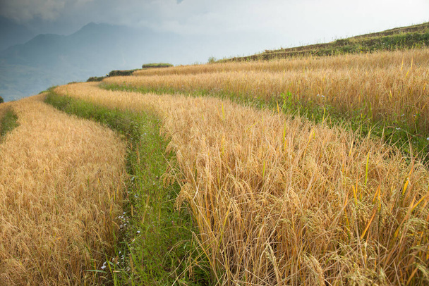Рисово-зеленая терраса перед видом на горный ландшафт, расположенная в Се, Вьетнам
 - Фото, изображение