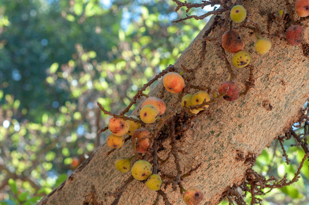 Fig tree trunk and fruits on blurred background  - Photo, Image