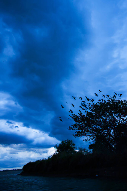 Un troupeau d'openbill d'Asie s'envole soudainement de l'arbre sur le lac de l'île alors que le temps est nuageux et orageux. Flou de mouvement
. - Photo, image