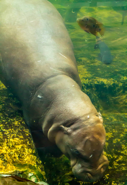 Hippopotamus pentu sukeltaa veden alla ruokaa akvaario eläintarhassa. - Valokuva, kuva