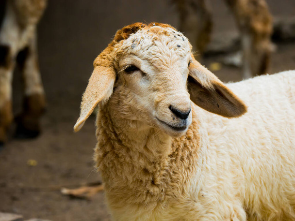 Portrait closeup sheep head in farm animal scene - Photo, Image