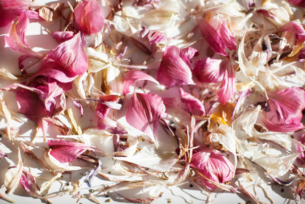 Bukott elszórt rózsaszín és fehér virágszirmok elmosódott háttér közeli, finom világos lila virágok szirmok puha fókusz háttér makró, természetes virágos dekoratív pályázati minta design, másolás tér - Fotó, kép