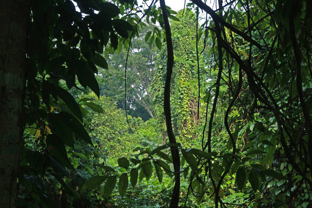 Πράσινο δέντρο σκιά, σε ένα τροπικό δάσος - Φωτογραφία, εικόνα