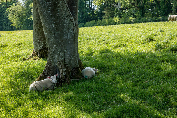 Sheep resting in the shade of trees in Ireland - Photo, Image