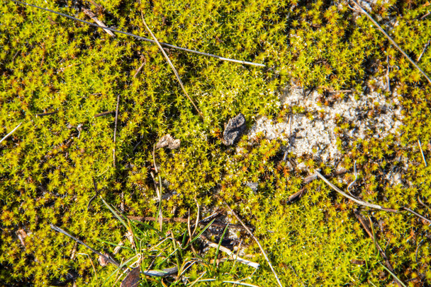 Текстура зеленого моху для тла
 - Фото, зображення