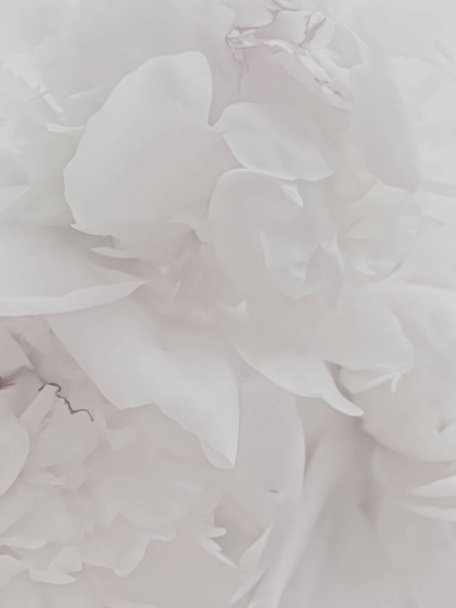 Bílý pivoňkový květ jako abstraktní květinové pozadí pro dovolenou značky - Fotografie, Obrázek