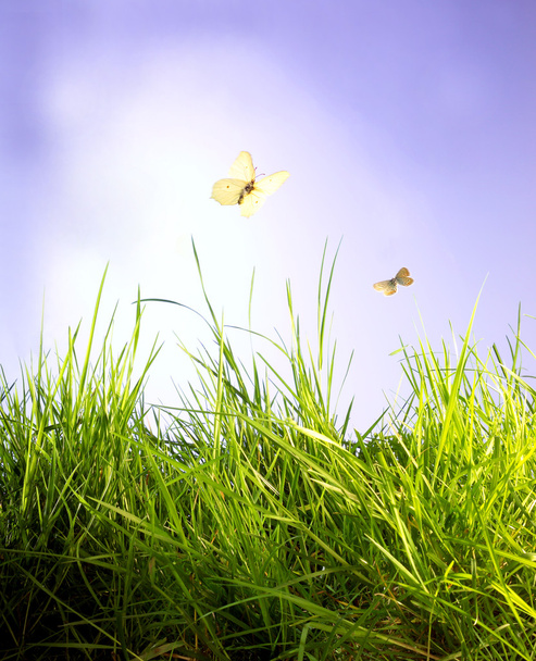 Motýli oblohy a trávy - Fotografie, Obrázek
