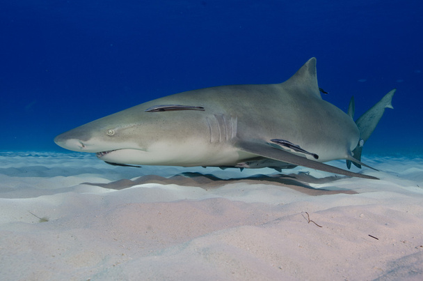 Requin citron
 - Photo, image